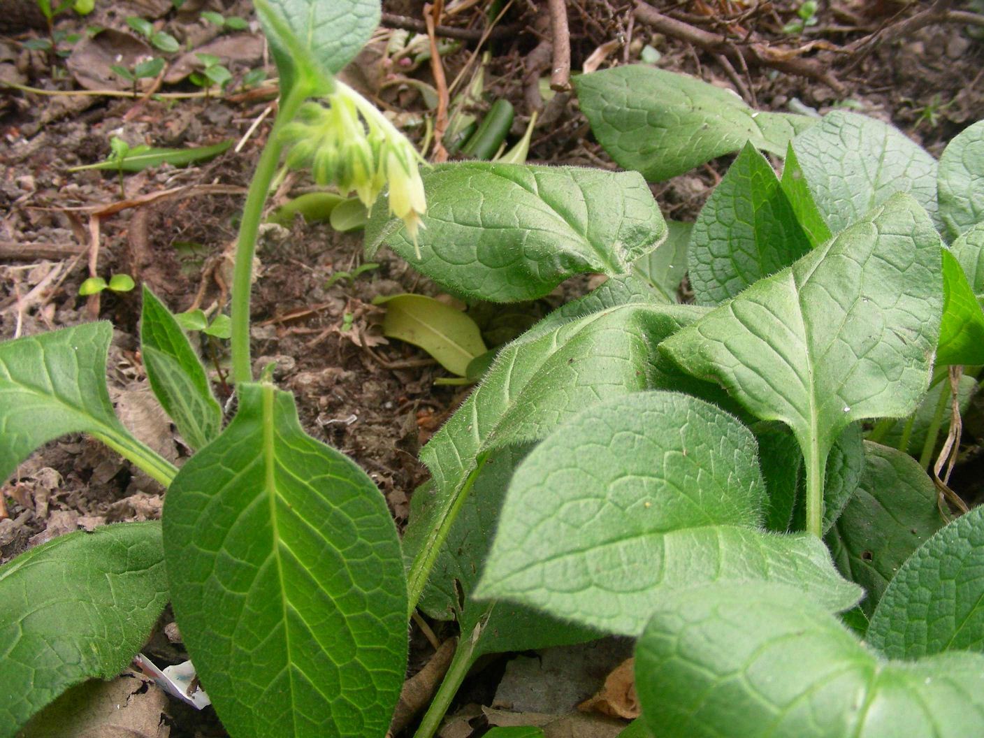 Symphytum bulbosum (Boraginaceae)